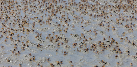 Sand Crab on the beach in Thailand.の写真素材