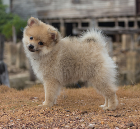 Dog breed German Spitz in the Thailandの写真素材