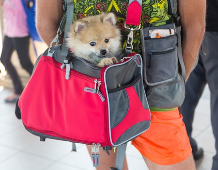The beautiful woman with long dark hair with small dog and bagsの写真素材