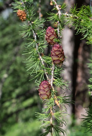 Pine cones, is at the foot of the Belukha mountain, Altai Mountains, Russia