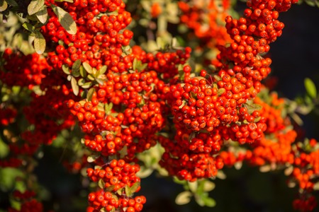 A Cotoneaster bush with lots of red berries on branches, autumnal background. Close-up colorful autumn wild bushes with red berries in the park shallow depth of fieldの写真素材