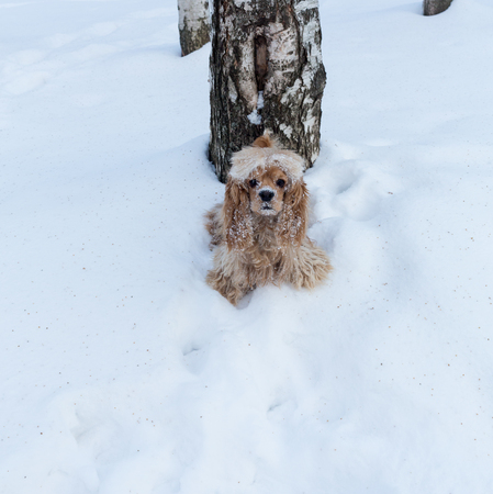 English cocker spaniel dog portrait in winterの写真素材