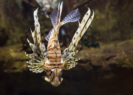 Red lionfish - Pterois volitans. Wild life animal.の写真素材