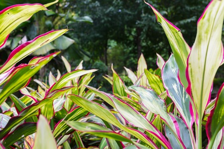 Abstract natural green backgrounds with beauty bokehの写真素材