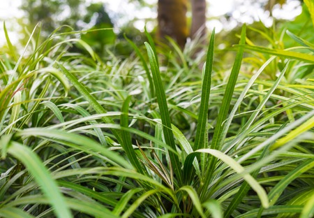 Abstract natural green backgrounds with beauty bokehの写真素材
