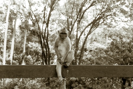 Monkey on the tree ,Monkey Climbing Treeの写真素材