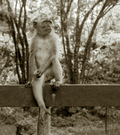 Monkey on the tree ,Monkey Climbing Treeの写真素材