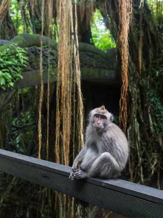 Monkey on the tree ,Monkey Climbing Tree