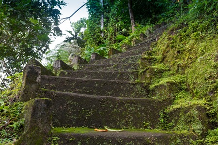 Magic stone steps going a long way up into a tunnel of freshly green dense forest.の写真素材
