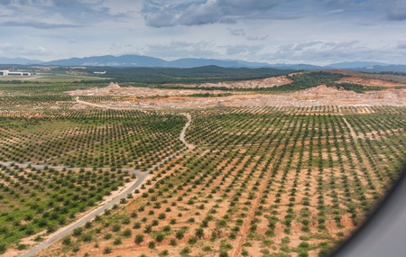 plantation in the desert near Kuala Lumpurの写真素材