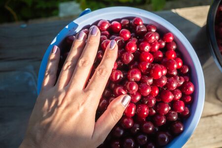 Harvest of red cherries on a market stall.