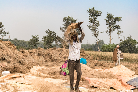 Middle aged Farmer working in his crop field, is Hand Winnwoing the Chaff out of Wheat Grains on hot sunny day of Summer. Hand Winnowing is a traditional technique still used in rural agricultureの写真素材