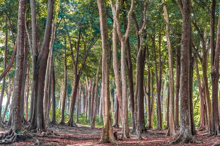 Scenic view of Tropical Evergreen Forest with tall trees, on sunny day of Autumn Season. The fallen...