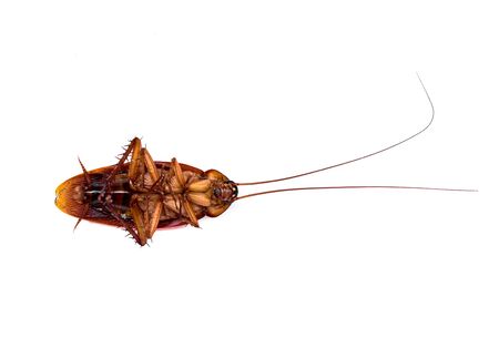 Scientific Name : Periplaneta americana. Detailed closeup photo of American Hissing Cockroach...