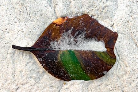 Beached up leaf in its decomposing stage, on white sand of tropical island beach. The leaf has perfect parallel venation and is half decomposed, as a result losing its green pigment and appears brown.の写真素材