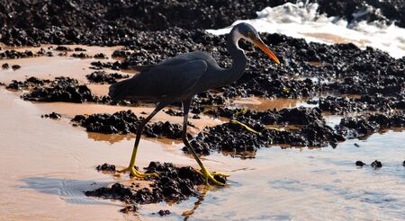 Scientific Name - Egretta Gularis, a coastal migratory bird is looking for its prey in the standing water left during low tide. Shot on one of the Goan beaches of western ghats of Indiaの写真素材