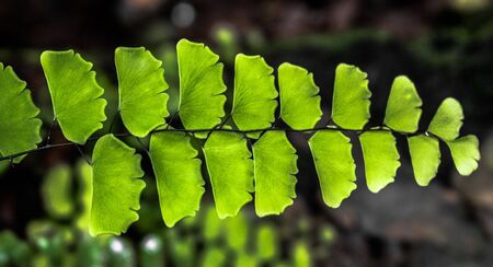 Maidenhair fern known as Adiantum Lunulatum or Adiantum Philippense similar to Adiantum sp is a Terrestrial fern or weed found in Moisture rich forestの写真素材