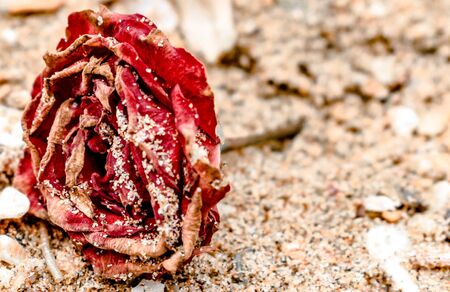 Close up of Dead Rose, red in color, all dried up and lying on the beach, with dry petals covered in sand. like rose on the grave of loved someone.の写真素材