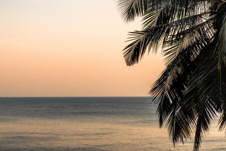 Beautiful Silhouette of palm tree leaves, with calm sea water and clear sky in background during sunset visible horizon. Dispersion of Light during sunset giving clear sky a magical warm look.の写真素材