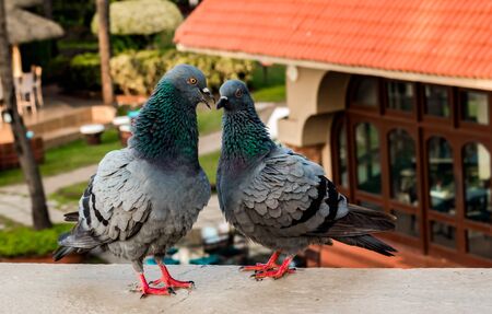 Beautiful photo of two cute pigeons having a nice chat together as a love couple in public park. Columba livia domestica aka feral pigeon and rock dove. Concept of love, marriage, intimate momentsの写真素材