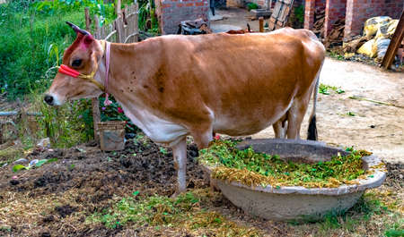 Photo of Beautiful Cow, brown in color, been domesticated for milking purpose, is ruminating in peace after eating fodder from the Cow Trough. Cows are considered Holy in India by Hindu Community.の写真素材