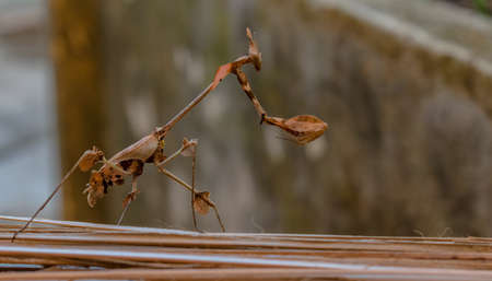 Amazing photo of Wandering Violin Mantis or Indian Rose Mantis, scientific name Gongylus gongylodes. It is standing vigil, well camouflaged with isolated background while observing surroundings.の写真素材
