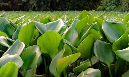 Beautiful green leaves of Water Hyacinth plant floating on water in foreground. It is ornamental but invasive species, a super spreader and pose threat to local aquatic biology for fishes and other.の写真素材