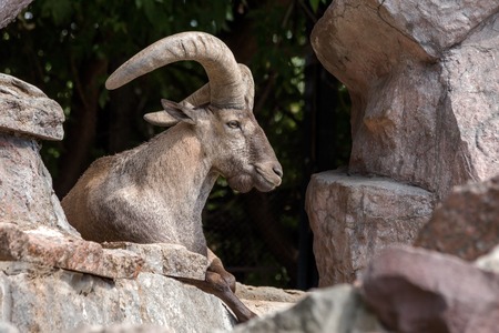 The East Caucasian tur or Daghestan tur (Capra caucasica cylindricornis) is a mountain-dwelling caprine found only in the eastern half of the Greater Caucasus mountains.の写真素材