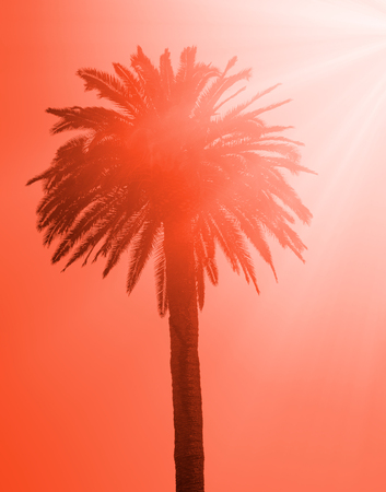 Silhouette of the tropical palm tree on the red backgroundの写真素材