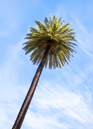 Palm tree from below with blue sky backgroundの写真素材