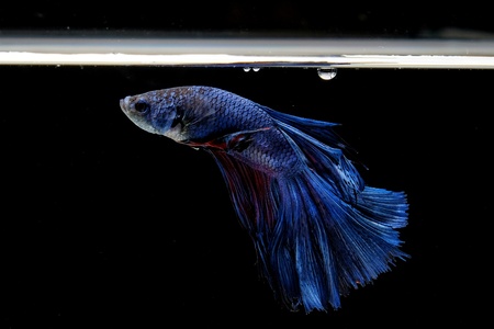 betta fish on black blackgroundの写真素材