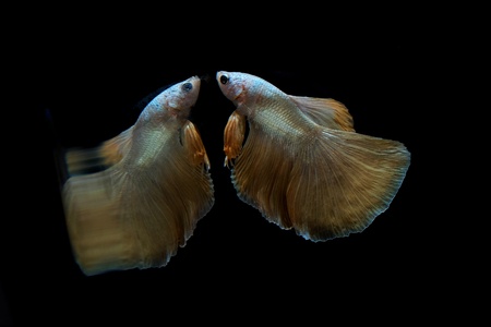 betta fish on black backgroundの写真素材