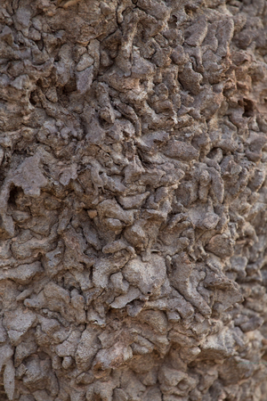 The anthill is brownの写真素材