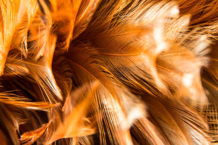 Hen feather texture closeup in sunshine backgroundの写真素材