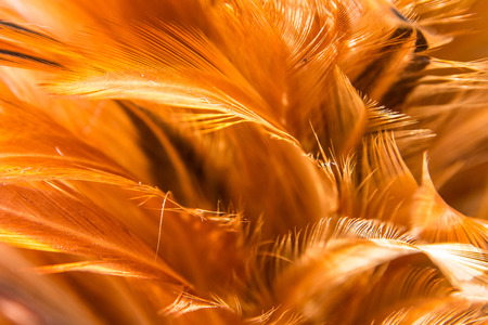 Hen feather texture closeup in sunshine backgroundの写真素材
