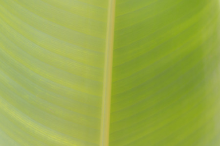Blur focus of light green leaf background