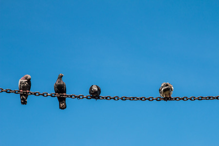 Closeup of the pigeon on the metal chain backgroundの写真素材
