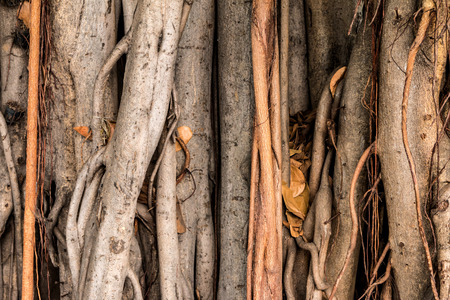 Closeup of the old brown tree roots background