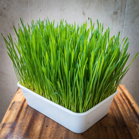Closeup of the wheatgrass in plastic pot on the wood table