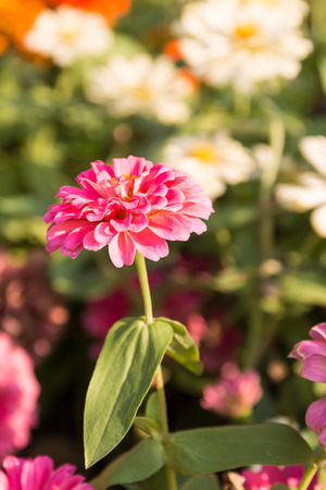 Closeup of the pink flower with bokeh backgroundの写真素材