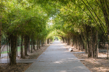 Closeup of the passage way with bamboo backgroundの写真素材
