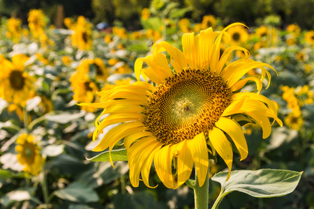Closeup of the blossom sunflower in the garden backgroundの写真素材