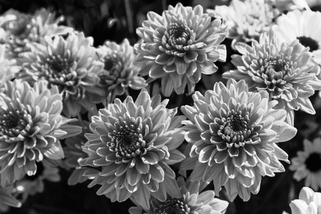 Monochrome blooming flower in the garden backgroundの写真素材
