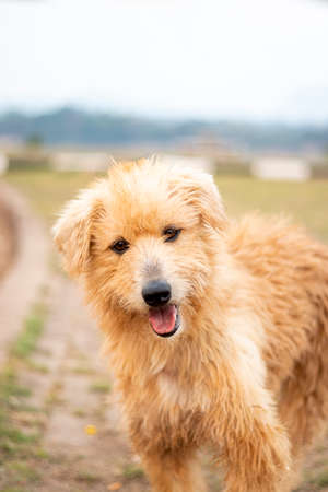 portrait of young Terrier Dog Breedsの写真素材