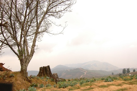 The droughty farmlandの写真素材