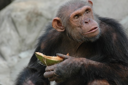 A monkey eating coconutsのeditorial素材