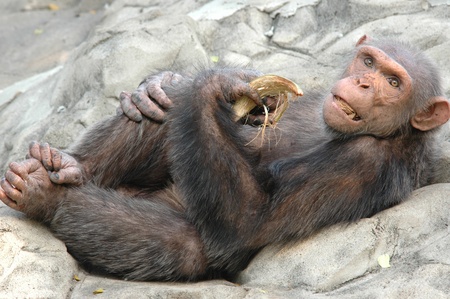 A monkey eating coconutsのeditorial素材