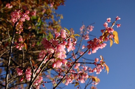 pink flowersの写真素材