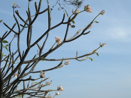 flowersの写真素材