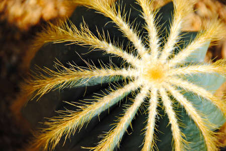 cactus in thailandの写真素材